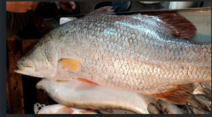 পায়রা নদীতে ধরা ১৮ কেজির কোরাল, বিক্রি ২১ হাজারে