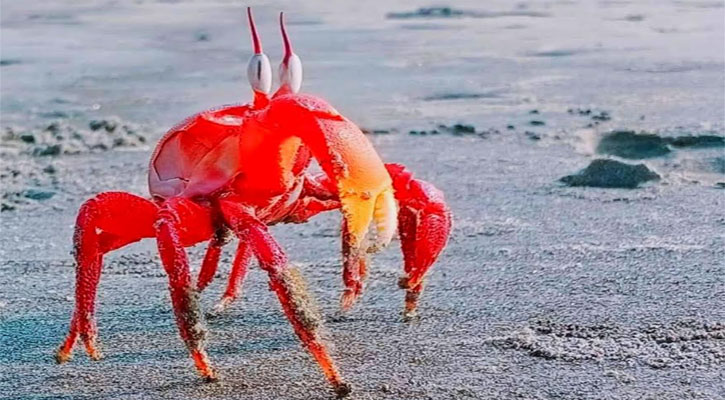 কুয়াকাটা সৈকতে লাল কাঁকড়ার লুকোচুরি, মুগ্ধ পর্যটকরা