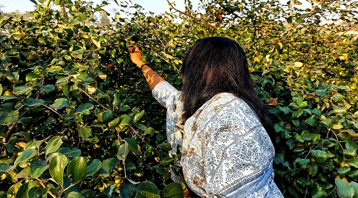 ব্যবসা হারিয়ে কুল চাষে বাজিমাত, মৌসুমে সোহাগের আয় ১২ লাখ টাকা