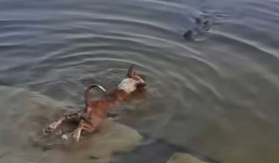 ভাইরাল ভিডিও বিশ্বাস করলেই বিপদ, দিঘিতে কুকুর-কুমির ঘটনার প্রকৃত ঘটনা সামনে হলো