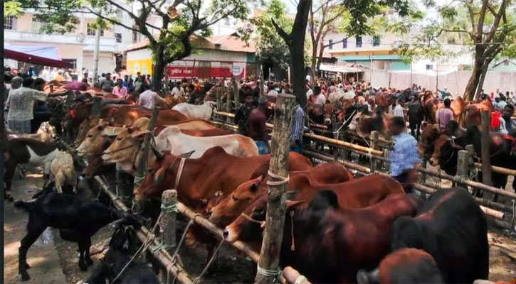 লক্ষ্মীপুরে চাহিদার তুলনায় কোরবানির পশু বেশি, প্রস্তুত ৯০টি হাট 