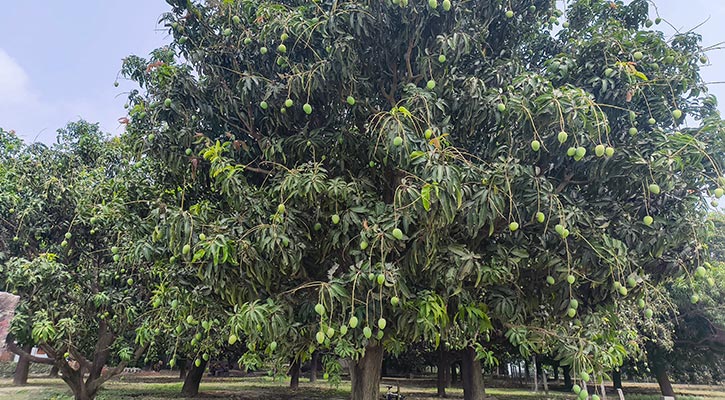 রাজশাহীতে এবার ১১ হাজার ১৪৭ কোটি ২৪ লাখ টাকার আম বিক্রির লক্ষ্যমাত্রা