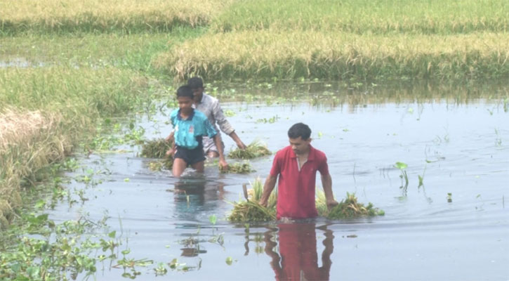 তেল ও শ্রমিক সংকটের পর ধানে এবার বৃষ্টির হানা