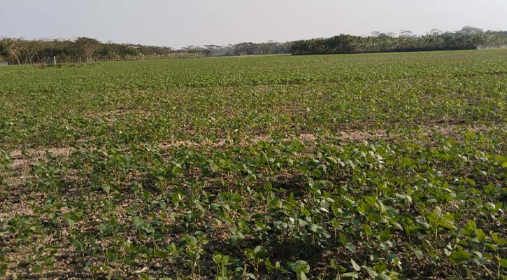 বরিশালে সয়াবিনের আবাদ বেড়েছে, রবি ফসল চাষে আগ্রহ হারাচ্ছে কৃষক