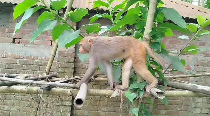 ফুলবাড়ীতে হঠাৎ বানরের দেখা, শিক্ষার্থীসহ উৎসুক জনতার ভিড়