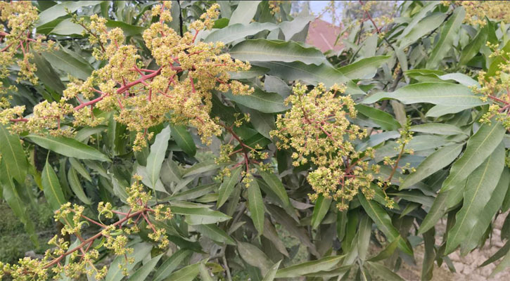 মুকুলে ছেয়ে গেছে আমের রাজধানী, বাম্পার ফলনের আশা