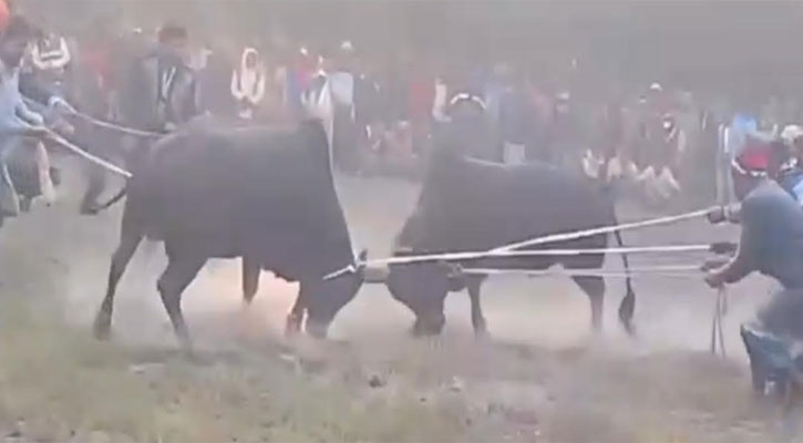 কেন্দুয়ায় ষাঁড়ের লড়াইয়ের নামে জুয়া, এমপি হিলালীর হুঁশিয়ারি