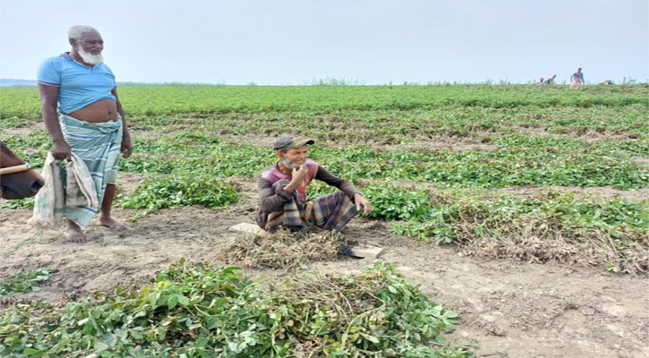 পদ্মার চরে বাদাম চাষে বদলে গেল কৃষকের চিত্র