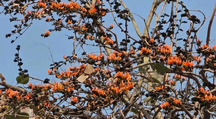 ফরিদপুর প্রেস ক্লাব চত্তরে কমলা-লাল রঙের আভা ছড়াচ্ছে পলাশ ফুল