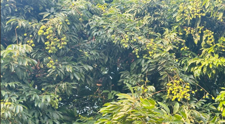 তীব্র তাপদাহে ঝরে যাচ্ছে লিচুর গুটি, লোকসানের দুশ্চিন্তায় চাষীরা