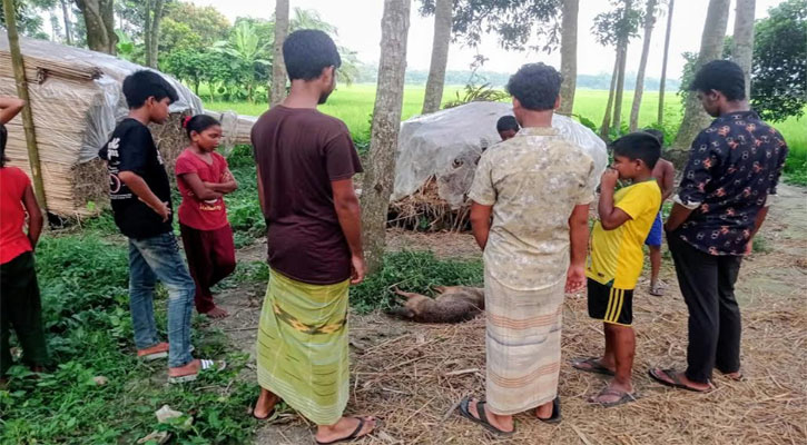 শিয়ালের কামড়ে আহত ১১ নারী-শিশু, পরে পিটিয়ে হত্যা