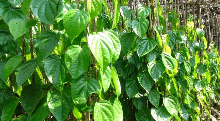 বরিশালে পানচাষে চাষীদের লোকসানের শঙ্কা, দরপতনে হতাশা