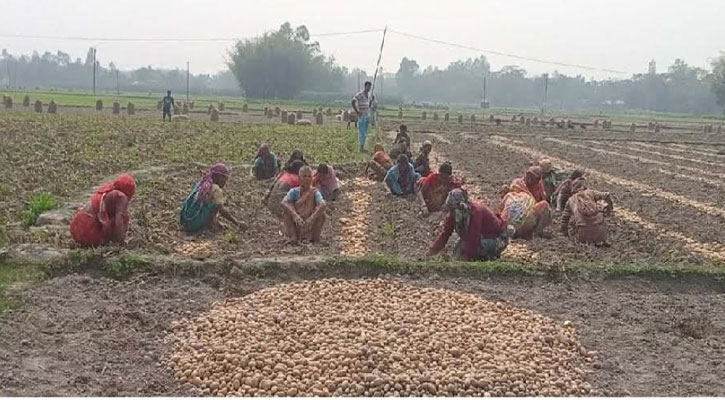 ভালো ফলনেও আলু চাষীদের বিঘাপ্রতি লোকসান ২০ হাজার টাকা