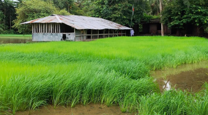 পাথরঘাটায় স্কুল মাঠে বীজতলা, তথ্য সংগ্রহে সাংবাদিকদের বাধা