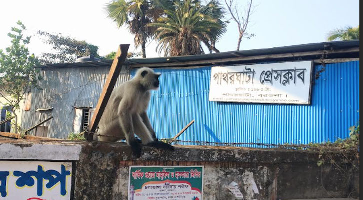 পাথরঘাটায় লোকালয়ে হনুমান, উৎসুক জনতার ভিড়