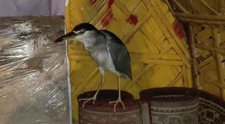 কুয়াকাটায় পোল্ট্রি দোকান থেকে বিরল নিশিবক উদ্ধার