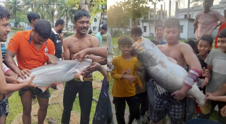 উপজেলা পরিষদের পুকুরে ধরা পড়ল বিশাল আকারের কোরার-পাঙ্গাস