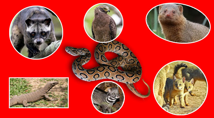 রাসেলস ভাইপার কমাতে বাঁচিয়ে রাখতে হবে এই প্রাণিগুলোকে