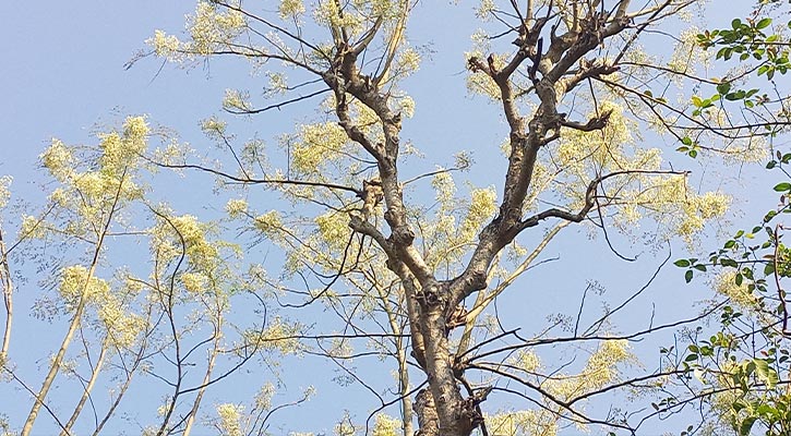 গাছে গাছে শোভা ছড়াচ্ছে প্রকৃতিতে বেড়ে ওঠা সজনে ফুল