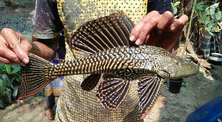 নিষিদ্ধ হলো রাক্ষুসে সাকার মাছ