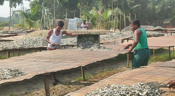 রাসায়নিকমুক্ত নড়াইলের পুঁটি শুঁটকি যাচ্ছে দেশ-বিদেশে