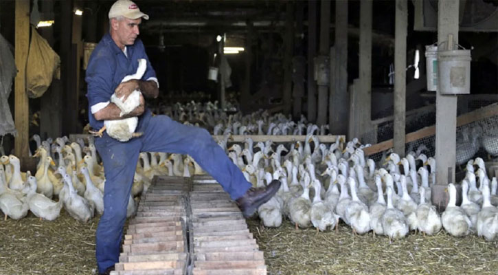 ১ লাখ হাঁস মেরে ফেলার সিদ্ধান্ত নিল নিউ ইয়র্কের স্বাস্থ্য বিভাগ