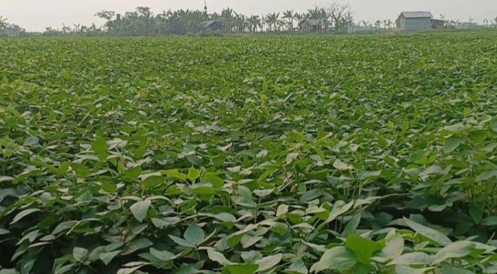 ধানের মাঠে এখন সয়াবিনে ঝুঁকছেন কৃষক, বদলে যাচ্ছে বরিশালের কৃষি