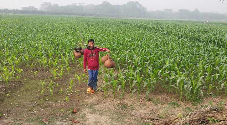 চুয়াডাঙ্গায় বাড়ছে শীত, তাপমাত্রা নামলো ১৩ ডিগ্রীতে