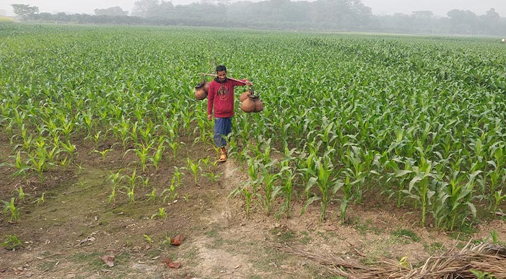 শীতে কাপছে চুয়াডাঙ্গা