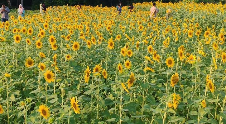 পিরোজপুরে এক হাজার হেক্টর জমিতে সূর্যমুখী চাষ, ২০ কোটি টাকা আয়ের সম্ভাবনা