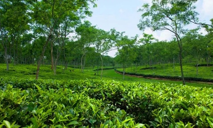 চা খাতের উন্নয়নে দীর্ঘমেয়াদি পরিকল্পনা, বাড়বে উৎপাদন ও রপ্তানি