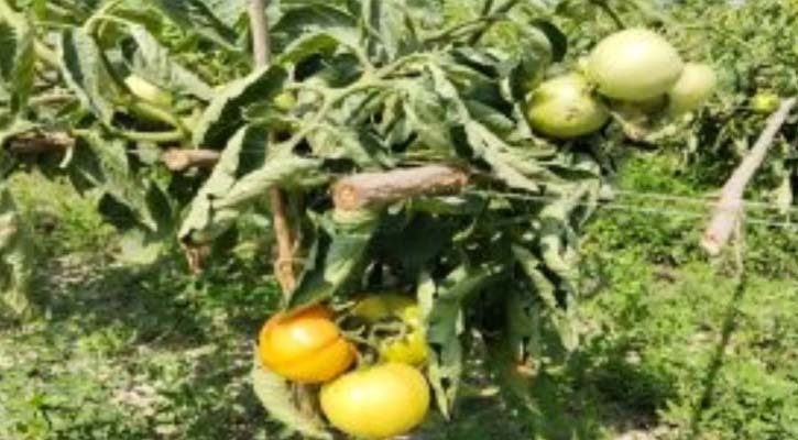 মাচানে কৃষকের লাল স্বপ্ন, ঈশ্বরদীতে টমেটো চাষে  সাফল্য