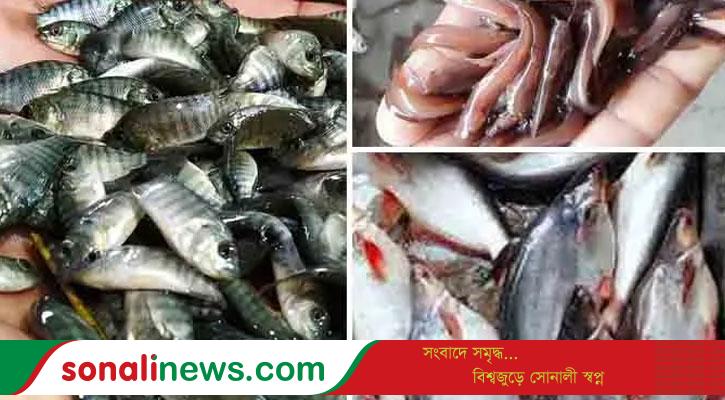 নিম্নবিত্তের নাগালের বাইরে পাঙাশ-তেলাপিয়া, আমিষের জোগান নিয়ে শঙ্কা
